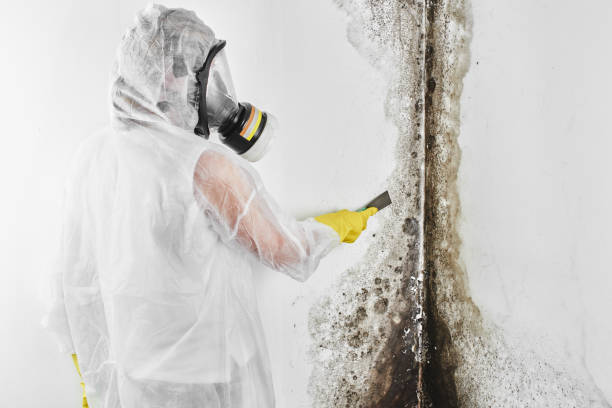 Crawl Space Mold Removal in Bono, AR