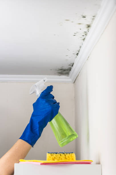 Mold Removal and Inspection in Bono, AR